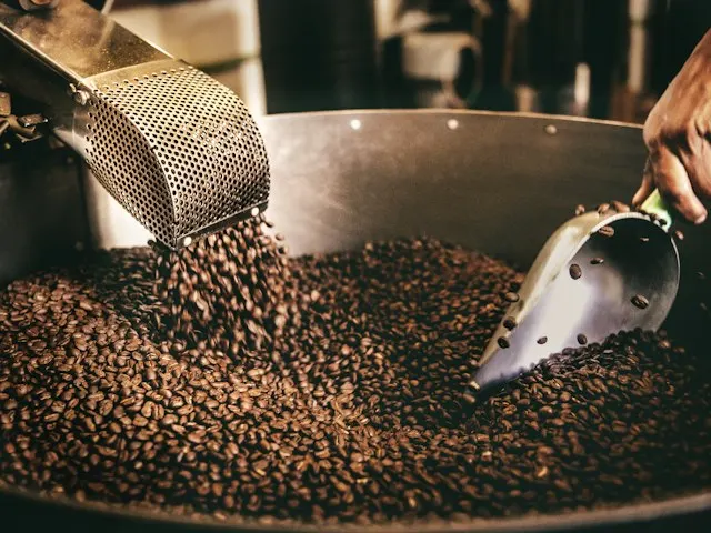 Freshly roasted coffee beans being scooped from a roaster